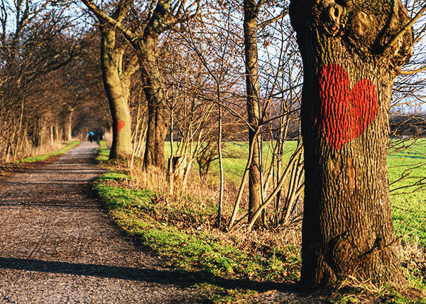 Herzsymbol auf der Baumrinde gemalt