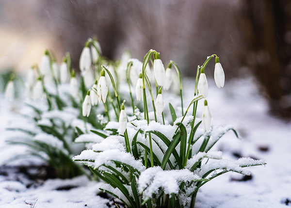 Schneeglöckchen im Schnee