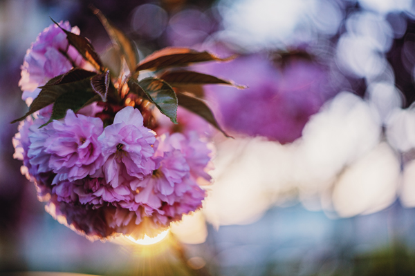 Sakurablumen 