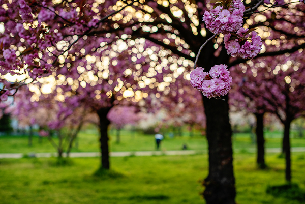 Kirschblüten