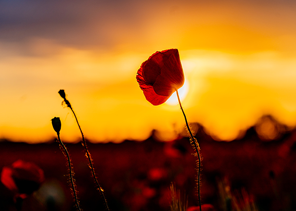 Hinter einer Mohnblume geht die Sonne runter