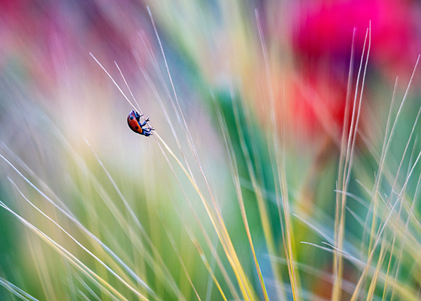 Marienkäfer auf dem Grashalm