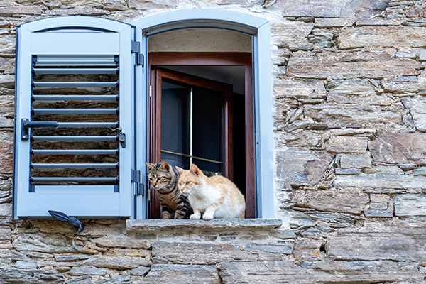 Zwei Katzen auf dem Fensterbrett