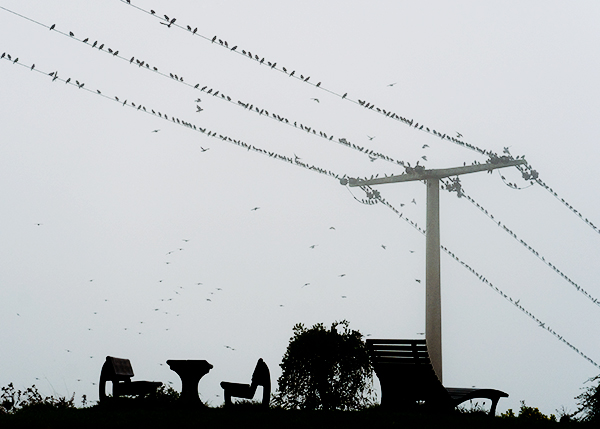 Viele Vögel sitzen auf elektrischen Leitungen