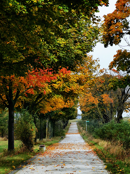 Eine Allee mit Bäumen in herbstlichen Farben