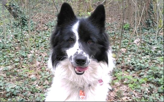 Assistenzhund Yascha Sherlock