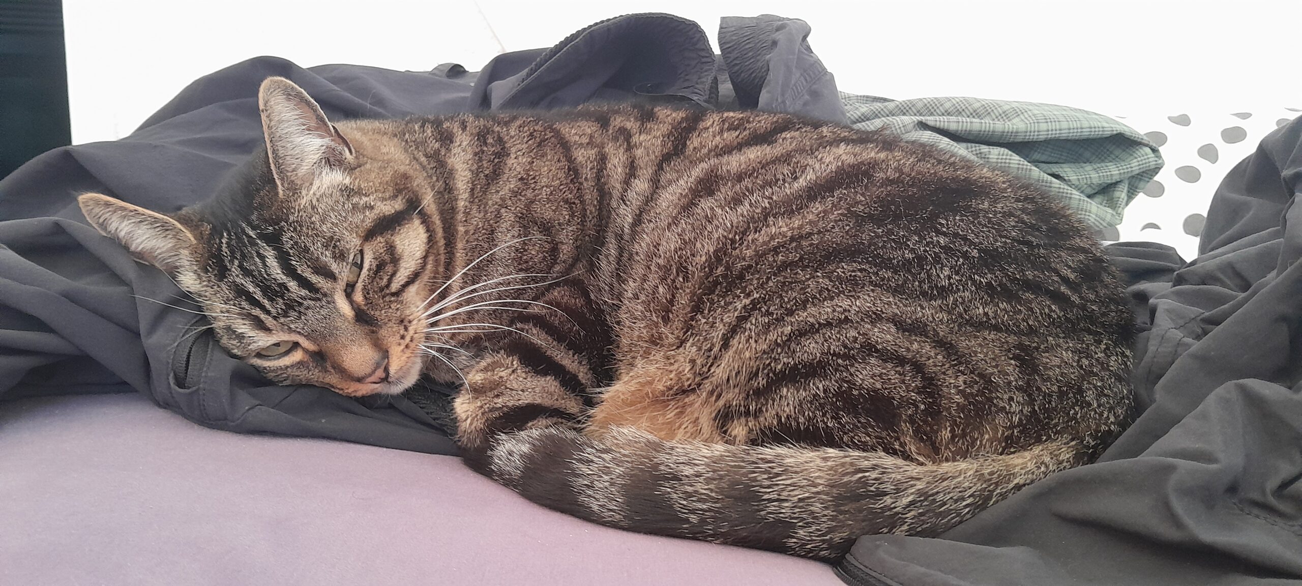 Kater