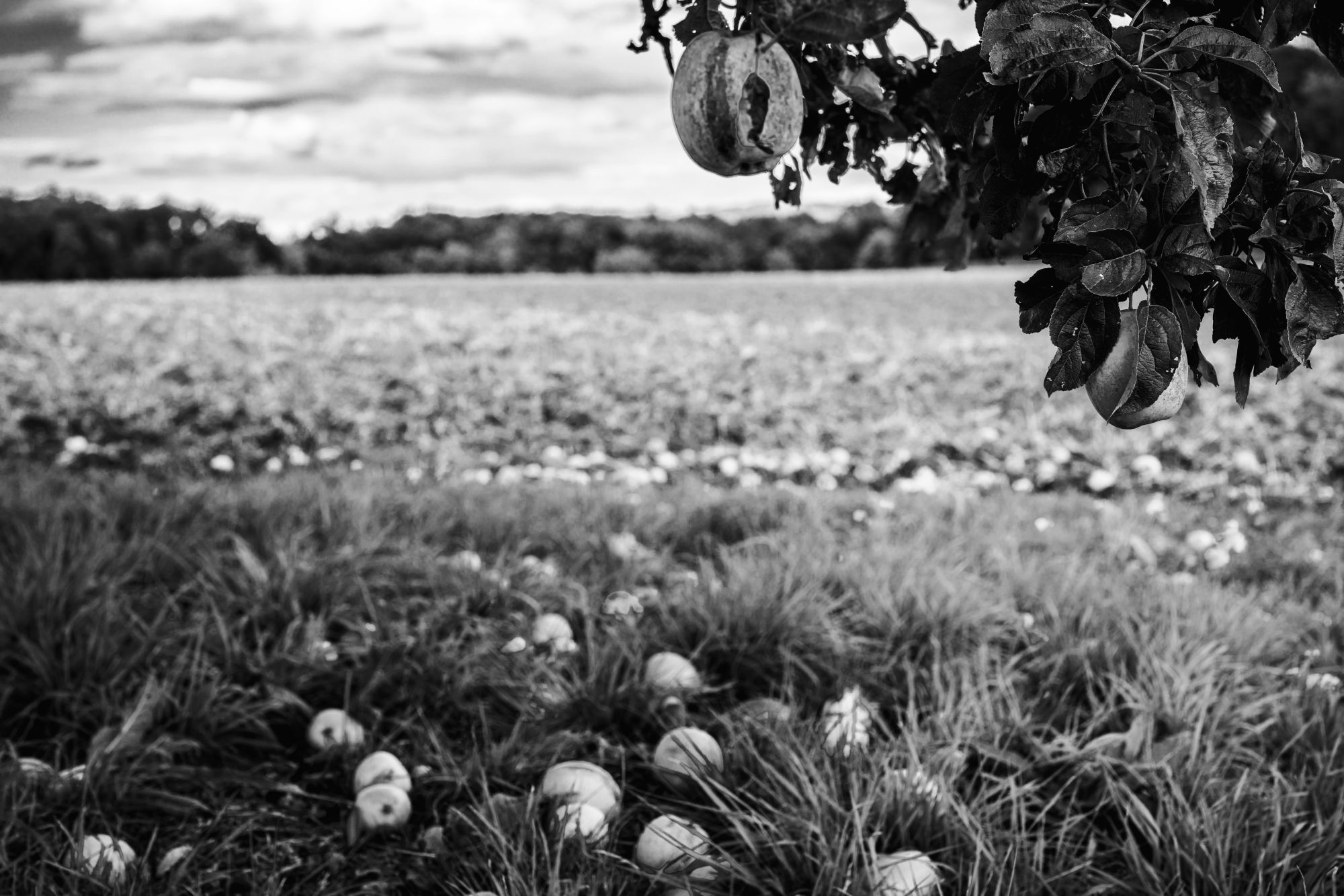 Detailaufnahme. Apfel hängt am Baum über einem Acker