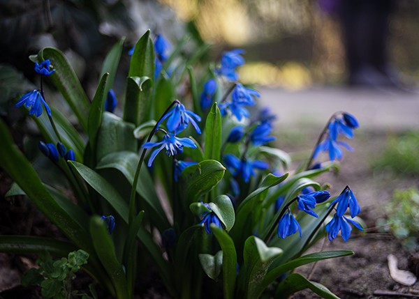 Blaustern