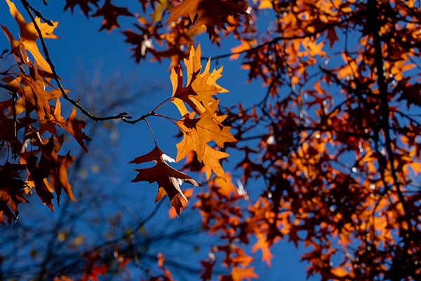 Herbstllich rötliche Baumblätter vor einem blauen Himmel