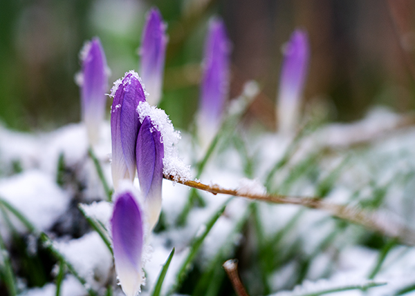 Krokusse unter dem Schnee