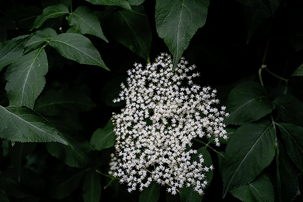 Holunderblume