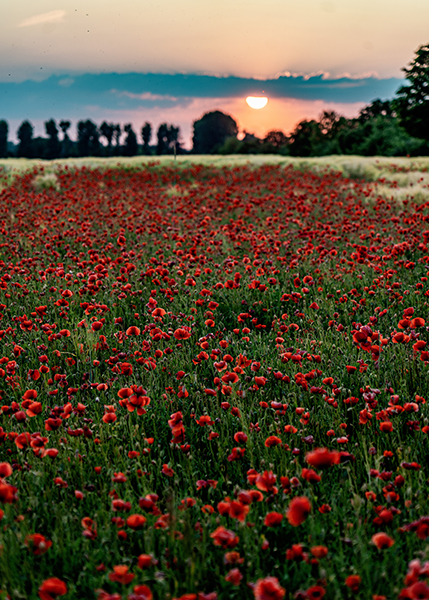 Mohnfeld beim Sonnenuntergang