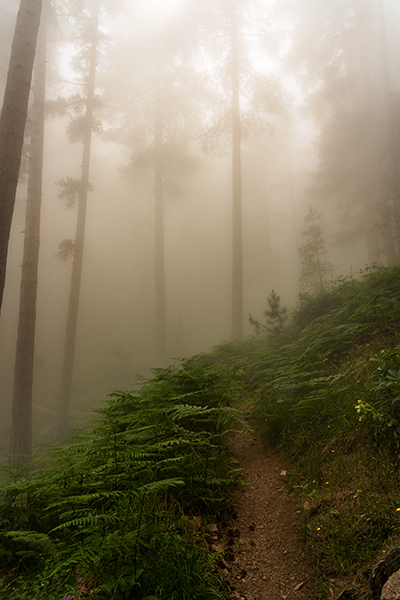 Wald im Nebel
