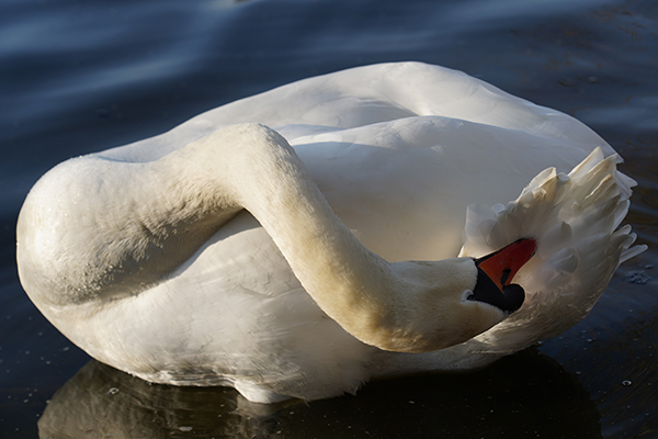 Ein Schwan im Wasser