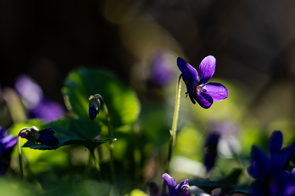 Duft-Veilchen im Sonnenlicht