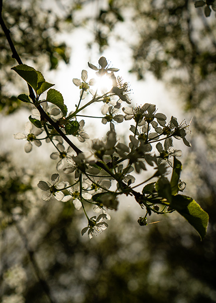 Blühenes Baum im Gegenlicht