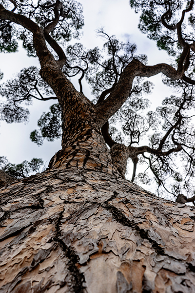 Baum von unten zur Krone