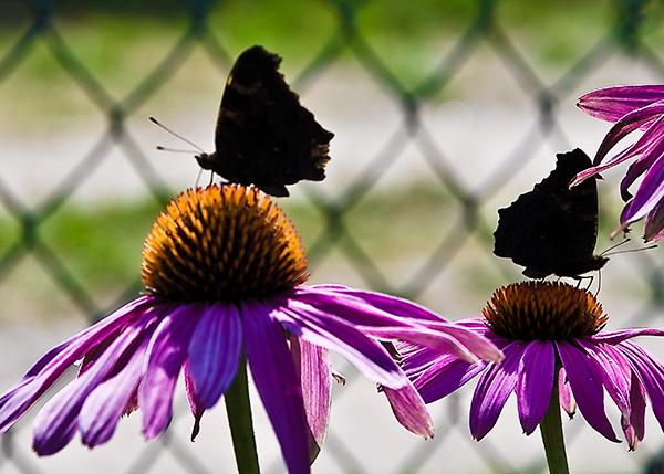Zwei Schmetterlihge auf Blumen