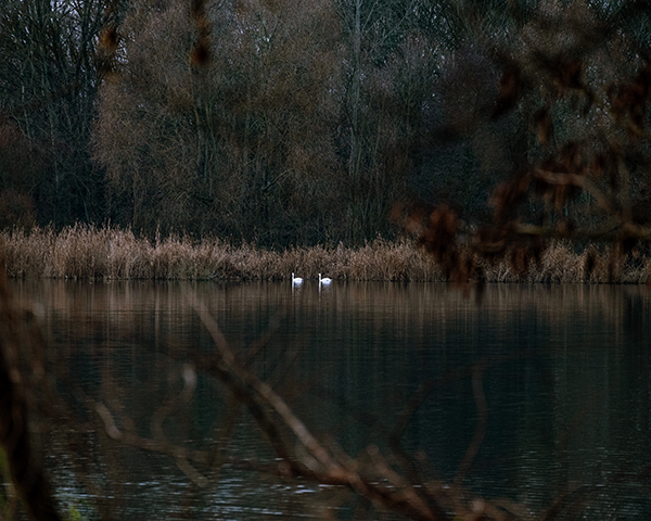 Zwei Schwäne als zwei kleine weiße Punkte schwimmen im See