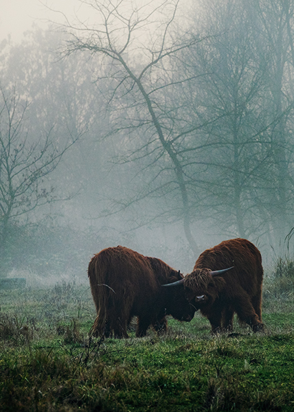 Zwei Hochlandrinder im Nebel