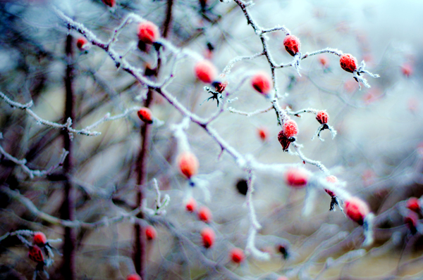 Hagebutten im Schnee