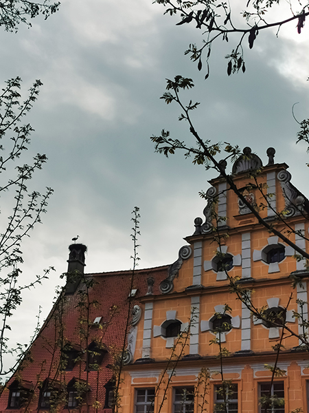 Ein Krankich in seinem Nest im Bamberg