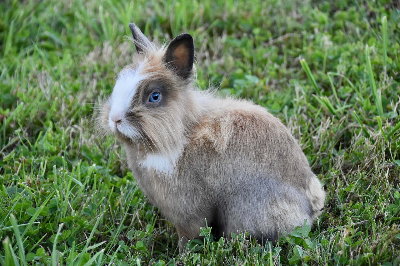 Kaninchen